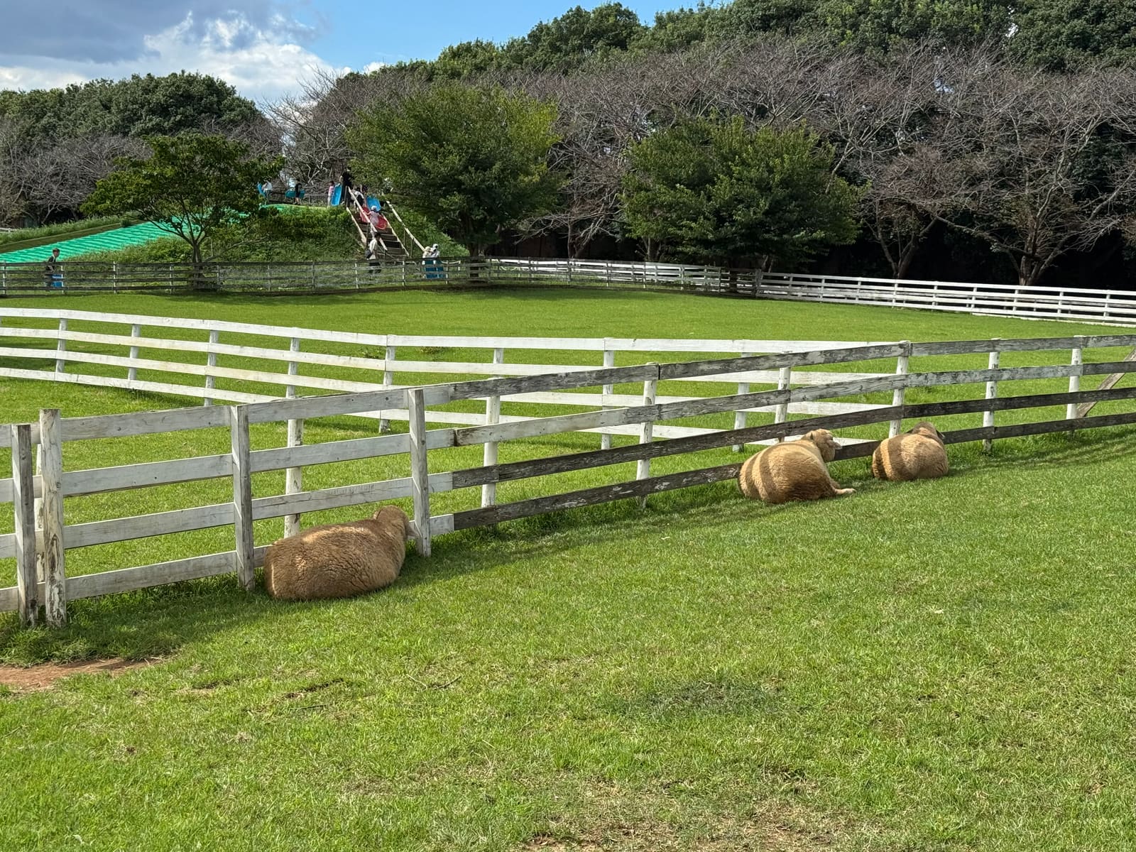 牧場の柵のそばで休むヒツジ