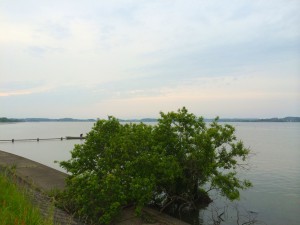 kasumigaura2015_14